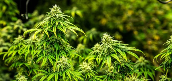 Kannabisznövények Közeli Kertje Kielégítően Kifejlett Rügyekkel Készen Arra Hogy Begyűjtsék — Stock Fotó