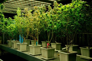 İyileştirici iç mekanda tıbbi kenevir tarlasında ışık altında tam büyümüş tomurcukları olan bir esrar bahçesi. Yüksek kaliteli tıbbi esrar yetiştirme tesisinde marihuana çiftliği