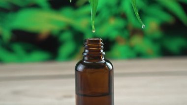 Yeşil kenevir yaprağının ucuyla yasallaştırılmış kenevir bitkisinden elde edilen bir damla CBD yağı marihuana bitkisinin arka planıyla birlikte şişenin içine düşer. Tedavi amaçlı kenevir yağı.