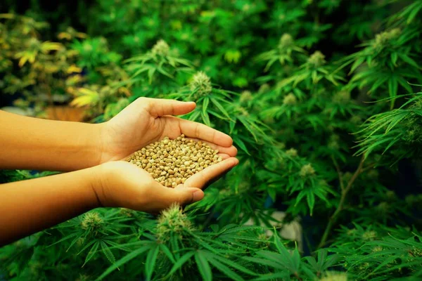 stock image Closeup top view hands holding a heap of cannabis hemp surrounded by a garden of gratifying green cannabis plants bloomed with buds. Grow facility for medical cannabis farm.