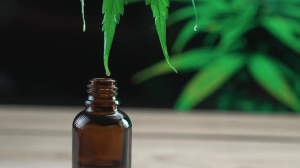 Droppe Cbd Olja Extraheras Från Legaliserade Cannabis Växtflödet Spetsen Grön — Stockvideo