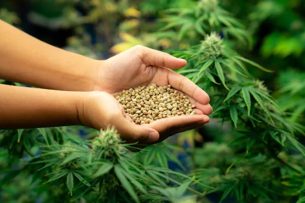 stock image Closeup top view hands holding a heap of cannabis hemp seeds surrounded by a garden of gratifying green cannabis plants bloomed with buds. Grow facility for medical cannabis farm.