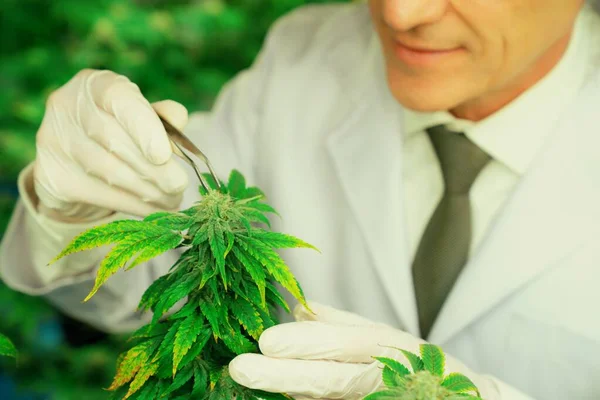 Gratificação Cientista Masculino Usando Pinças Remover Broto Planta Cânhamo Cannabis — Fotografia de Stock