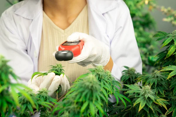 Wetenschapper Meet Licht Lichtmeter Het Bevredigen Van Cannabisplanten Knoppen Een — Stockfoto