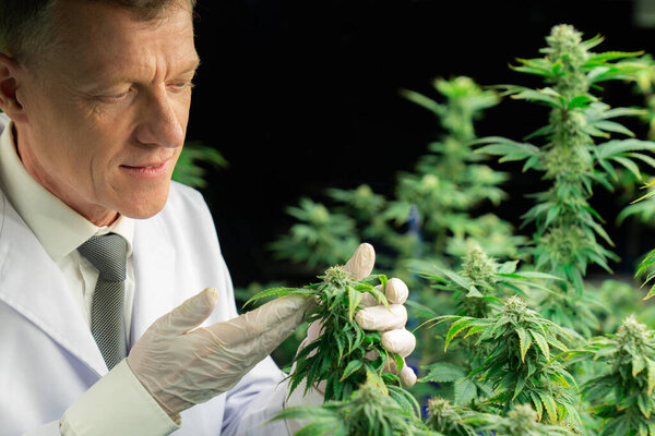 Учёный-мужчина осматривает приятные листья конопли. Исследователь, работающий над инспекцией марихуаны на фабрике по выращиванию марихуаны для лекарственных препаратов каннабиса в медицинских целях.