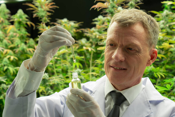 Ученый осматривает масло CBD из стеклянной бутылки, держа в руках крышку капельницы, наполненную маслом CBD, с удовлетворительными растениями конопли, растущими в помещении фермы на заднем плане.