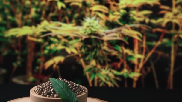Powiększ Nasion Marihuany Stole Rozmytym Wewnętrznym Ogrodem Pełni Uprawianej Rośliny — Wideo stockowe