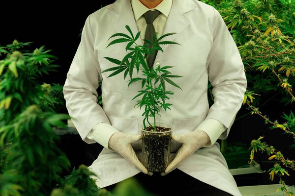 Мужчина ученый держит услаждающий горшок конопли растение, выращенное в помещении фермы конопли для медицинских целей. Лекарственная ферма конопли в выращивании объекта для медицинских целей.