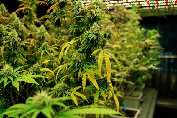 Gratifying Cannabis Plants Buds Hydroponic Farm Providing Most Quality Medicinal — Stockfoto
