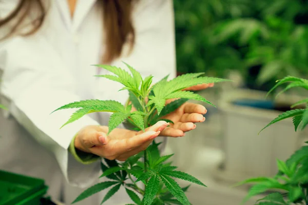 Stock image Hand holding gratifying cannabis plant in curative cannabis weed farm for medical cannabis product. Grow farm provide high quality medicinal cannabis production for health care and medicine uses.