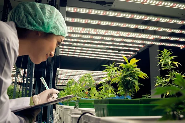 Las Científicas Investigan Registran Datos Plantas Cannabis Gratificantes Maceta Instalación — Foto de Stock