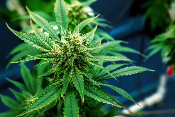 Closeup Tuin Van Cannabis Planten Met Bevredigende Volgroeide Knoppen Klaar — Stockfoto