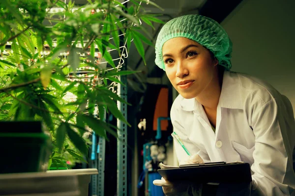 Female scientist research and record data from gratifying cannabis plants in the pot. Grow facility for indoor cannabis hemp farm for high-quality medicinal cannabis product for medical purpose.