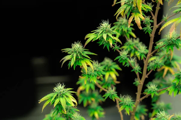 在治疗性室内药用大麻农场种植有令人满意的成熟芽的单株大麻植物 优质种植设施中的大麻植物 — 图库照片