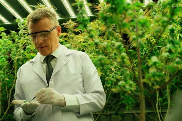 Bilim Insanları Kenevir Kenevir Marihuana Bitkilerini Içi Tedavi Amaçlı Kenevir — Stok fotoğraf