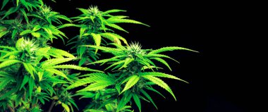 Closeup single cannabis plant with gratifying full grown buds ready to be harvested in curative indoor medicinal cannabis farm. Cannabis plant in grow facility for high quality. clipart