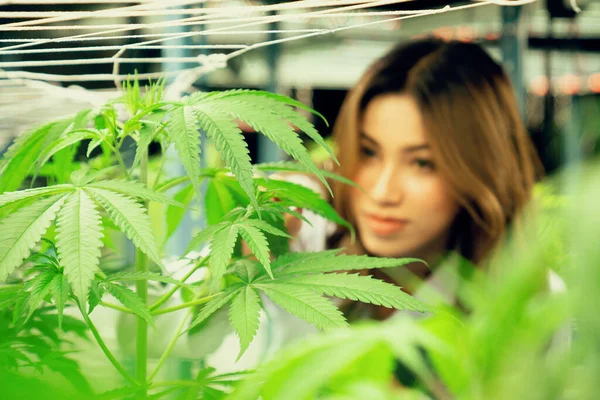 Portrait of gratifying female scientist inspecting of cannabis plants in an curative indoor cannabis farm, greenhouse. Alternative medical medicine from cannabis in grow facility.