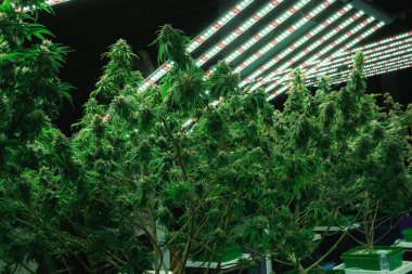 Tıbbi amaçlar için kapalı bir hidroponik yetiştirme tesisinde yetişen bir esrar bitkisinin tomurcuklu yasal kenevir bitkisi. İyi kalitede bir çiftlikte kenevir yetiştirmek.