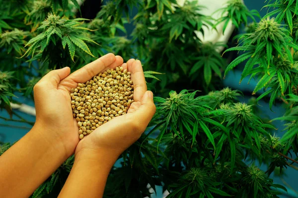 stock image Closeup top view hands holding a heap of cannabis hemp surrounded by a garden of gratifying green cannabis plants bloomed with buds. Grow facility for medical cannabis farm.