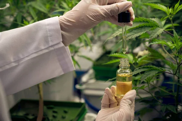Primer Plano Gratificante Planta Cannabis Granja Cannabis Interior Curativa Científico — Foto de Stock