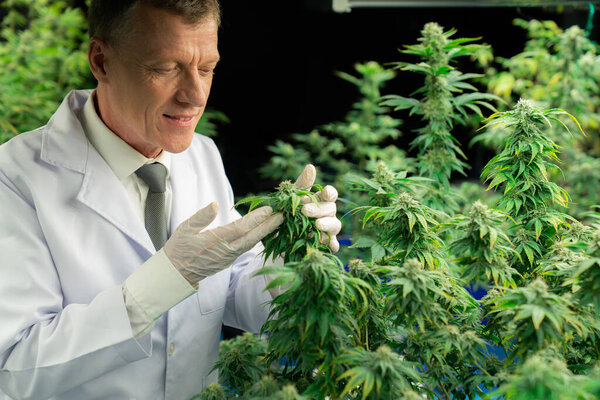 Учёный-мужчина осматривает приятные листья конопли. Исследователь, работающий над инспекцией марихуаны на фабрике по выращиванию марихуаны для лекарственных препаратов каннабиса в медицинских целях.