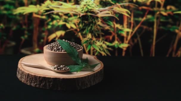 Vergrößern Sie Das Marihuana Samen Auf Einem Tisch Mit Indoor — Stockvideo