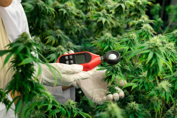 Wissenschaftler Messen Temperatur Und Luftfeuchtigkeit Von Cannabispflanzen Und Knospen Medizinischen — Stockfoto