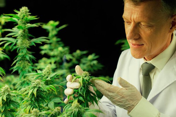 Учёный-мужчина осматривает приятные листья конопли. Исследователь, работающий над инспекцией марихуаны на фабрике по выращиванию марихуаны для лекарственных препаратов каннабиса в медицинских целях.