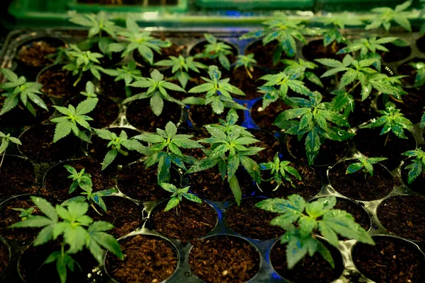 Closeup Zaailingen Cannabis Zaailing Een Bodem Gevulde Plantenbak Indoor Boerderij — Stockfoto