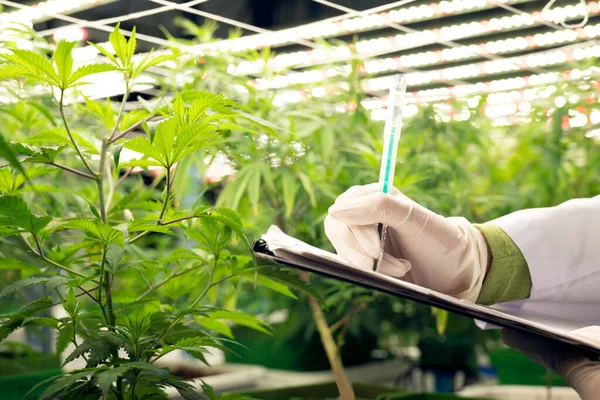 Cientista Que Grava Dados Planta Cannabis Gratificante Casa Verde Curativa — Fotografia de Stock