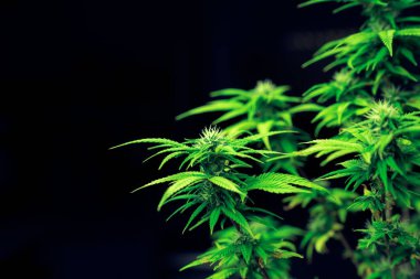 Tamamen büyümüş tomurcukları tatmin eden tek bir kenevir bitkisi kapalı alandaki tıbbi kenevir tarlasında hasat edilmeye hazır. Yüksek kaliteli ot yetiştirme tesisinde esrar bitkisi.