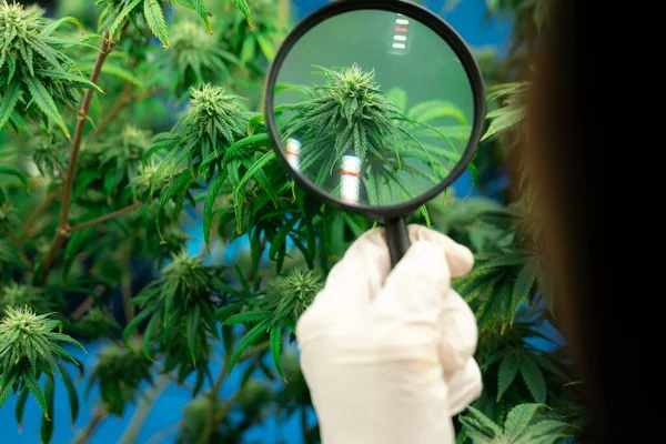Científica Inspecciona Los Brotes Gratificantes Las Plantas Cannabis Con Una — Foto de Stock