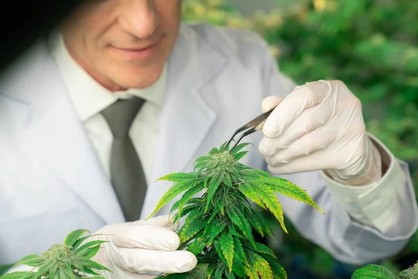 Bevredigende Mannelijke Wetenschapper Die Een Pincet Gebruikt Knop Van Cannabishennepplant — Stockfoto