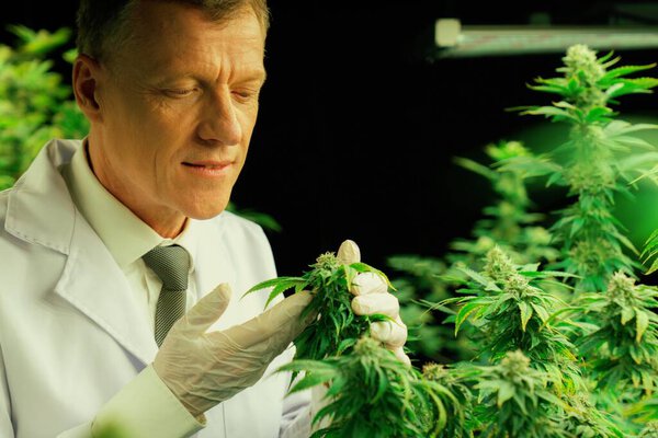 Учёный-мужчина осматривает приятные листья конопли. Исследователь, работающий над инспекцией марихуаны на фабрике по выращиванию марихуаны для лекарственных препаратов каннабиса в медицинских целях.