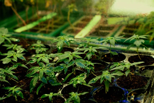 Closeup Zaailingen Cannabis Zaailing Een Bodem Gevulde Plantenbak Indoor Boerderij — Stockfoto