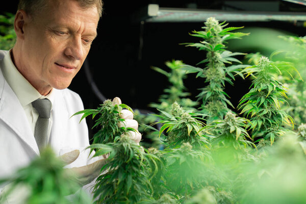 Учёный-мужчина осматривает приятные листья конопли. Исследователь, работающий над инспекцией марихуаны на фабрике по выращиванию марихуаны для лекарственных препаратов каннабиса в медицинских целях.