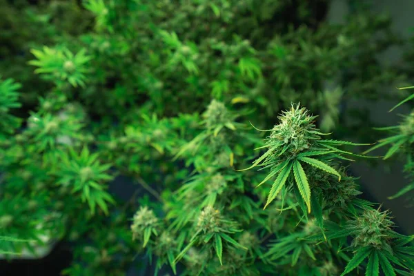 Close Van Een Cannabisplant Met Een Knop Legale Cannabisplanten Geteeld — Stockfoto