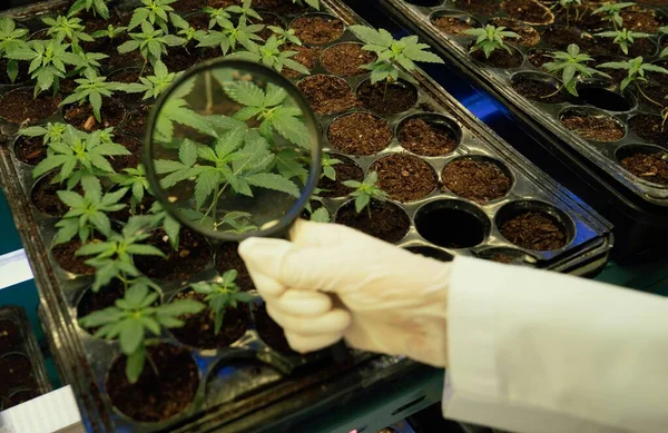 Een Wetenschapper Inspecteert Het Bevredigen Van Jonge Cannabisplanten Spruiten Zaailingen — Stockfoto