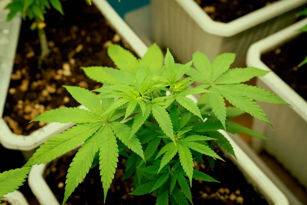 Cannabisplanten Een Bodemgevulde Pot Binnenboerderij Voor Het Bevredigen Van Resultaten — Stockfoto