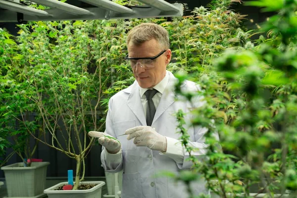 stock image Scientist researching cannabis hemp and marijuana plants in gratifying indoor curative cannabis plants farm. Cannabis plants for medicinal cannabis products for healthcare and medical purposes.