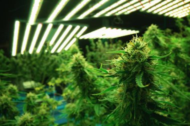 Tıbbi amaçlar için kapalı bir hidroponik yetiştirme tesisinde yetişen bir esrar bitkisinin tomurcuklu yasal kenevir bitkisi. İyi kalitede bir çiftlikte kenevir yetiştirmek.