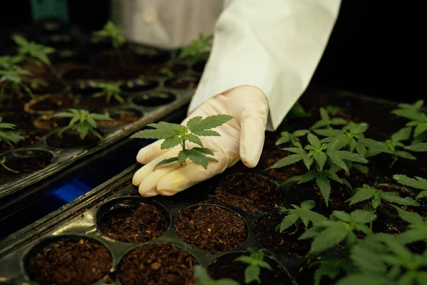 Hand Dragen Van Rubberen Handschoen Die Een Bevredigende Cannabisplant Bodem — Stockfoto