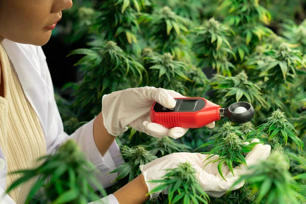Wissenschaftler Messen Temperatur Und Luftfeuchtigkeit Von Cannabispflanzen Und Knospen Medizinischen — Stockfoto