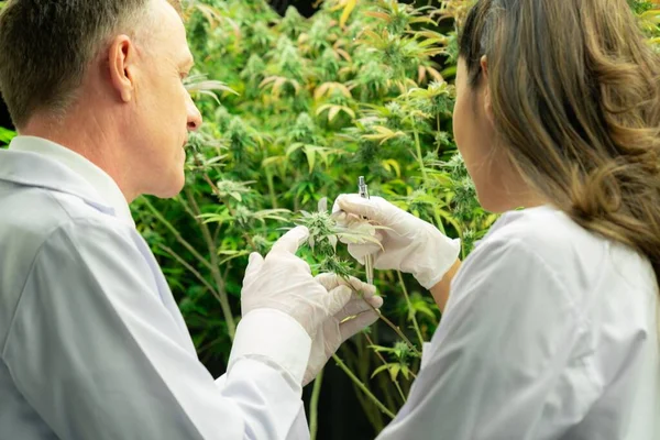 Two scientists discussing about gratifying cannabis plants in a curative indoor cannabis greenhouse. Products extracted from cannabis as an alternative medical treatment.