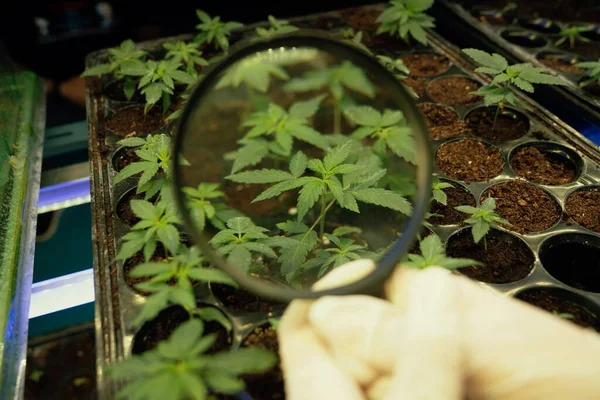 Een Wetenschapper Inspecteert Het Bevredigen Van Jonge Cannabisplanten Spruiten Zaailingen — Stockfoto
