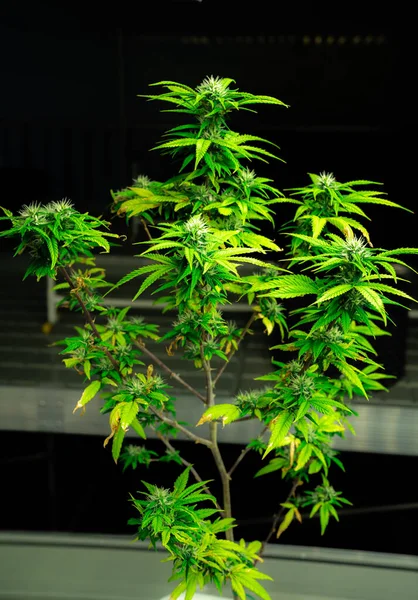 一种单一的大麻植物 有令人满意的成熟芽 准备在治疗性室内药用大麻农场收获 用于高质量大麻药用产品的种植设施中的大麻农场 — 图库照片
