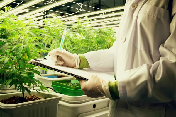 Scientist recording data from gratifying cannabis plant in curative green house using a pen and clipboard. Extract of medicinal product from cannabis plants in grow facility.