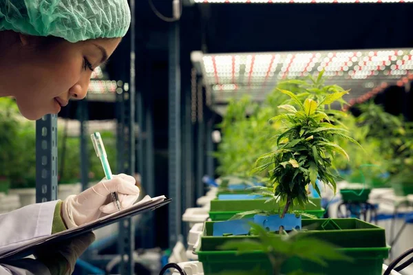 Mulheres Cientistas Pesquisam Registram Dados Plantas Cannabis Gratificantes Pote Instalação — Fotografia de Stock