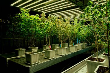 İyileştirici iç mekanda tıbbi kenevir tarlasında ışık altında tam büyümüş tomurcukları olan bir esrar bahçesi. Yüksek kaliteli tıbbi esrar yetiştirme tesisinde marihuana çiftliği