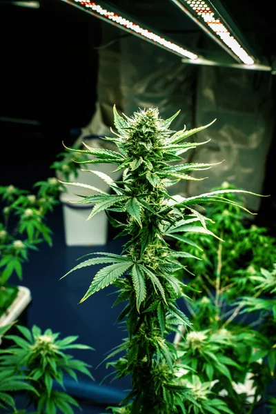 stock image Closeup garden of cannabis plants with gratifying full grown buds ready to be harvested in curative indoor cannabis farm, grow facility. Beautiful highly detail of marijuana plant with bud, macro.